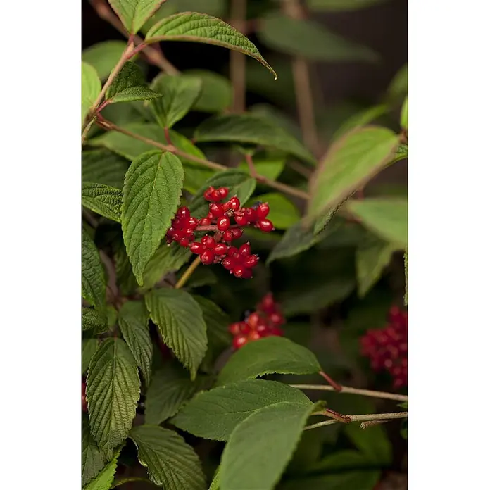 Pflanzen für dich Lorbeer-Schneeball 40-60 cm - Viburnum plicatum 'Pink Beauty' - Lebhafte rote Beeren in Trauben an einem Ast mit satten grünen Blättern, die eine fruchtende Pflanze zeigen.