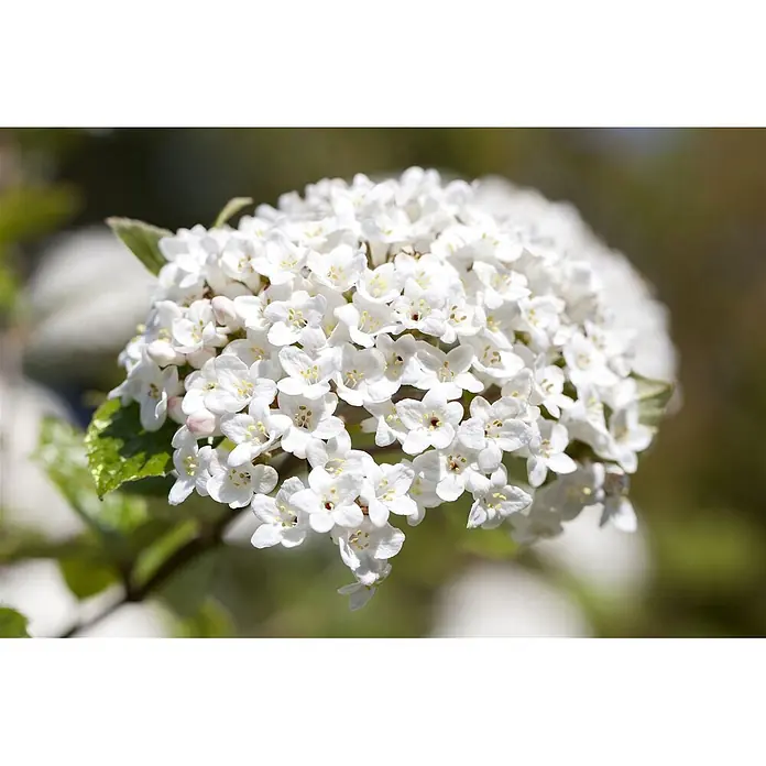 Pflanzen für dich Lorbeer-Schneeball 40-60 cm - Viburnum burkwoodii - Büschel kleiner weißer Blüten mit gelben Zentren.