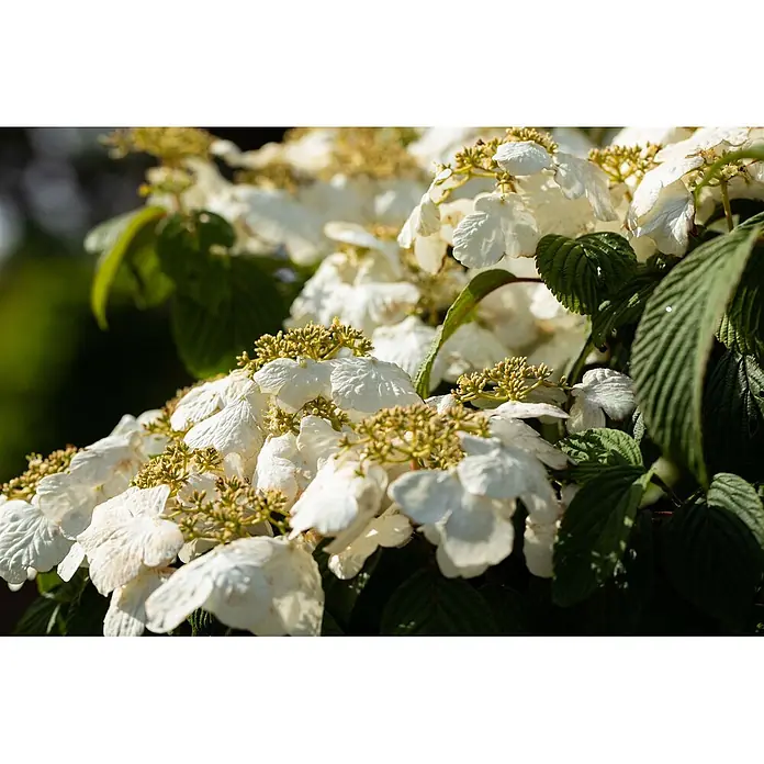 Pflanzen für dich Lorbeer-Schneeball 40-60 cm - Viburnum plicatum 'Pink Beauty' - Gruppe weißer, strukturierter Blüten mit grünen Blättern und kleinen gelb-grünen Knospen an einer Pflanze.