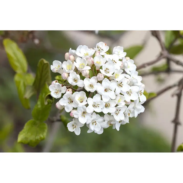 Pflanzen für dich Lorbeer-Schneeball 40-60 cm - Viburnum burkwoodii - Ein dichter Blütenstand aus kleinen weißen Blüten mit gelben Zentren und rosa Knospen am Zweig.