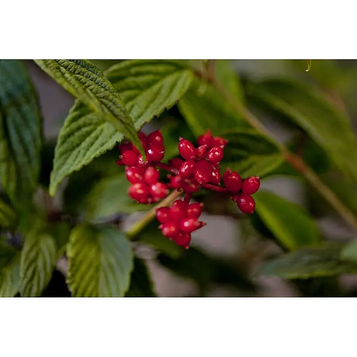 Pflanzen für dich Lorbeer-Schneeball 40-60 cm - Viburnum plicatum 'Pink Beauty' - Gruppe glänzender roter Beeren an einem Ast, umgeben von grünen Blättern.