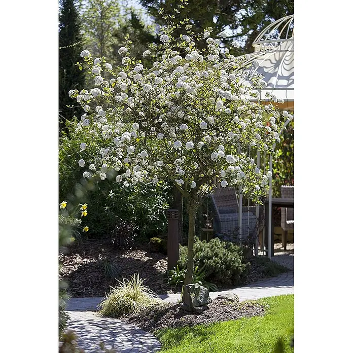 Pflanzen für dich Lorbeer-Schneeball 40-60 cm - Viburnum burkwoodii - Ein weiß blühender Zierbaum mit braunem Stamm steht neben einem gepflasterten Gartenweg, mit einer Gartenlaube im Hintergrund.