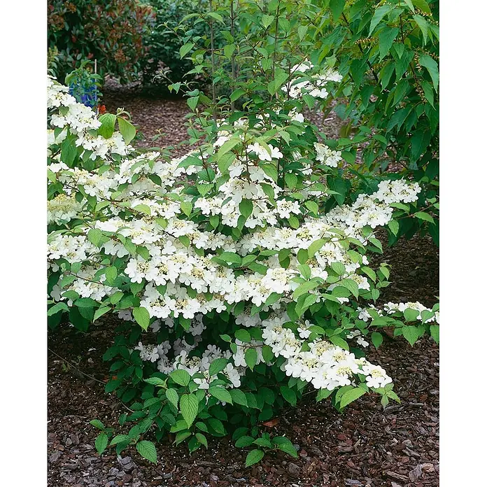 Pflanzen für dich Lorbeer-Schneeball 40-60 cm - Viburnum plicatum 'Pink Beauty' - Blühender Strauch mit üppigen weißen Blütenbüscheln und leuchtend grünen Blättern, in einem gemulchten Gartenbeet.