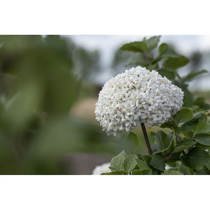 Pflanzen für dich Lorbeer-Schneeball ca. 12 cm - Viburnum × carlcephalum - Ein kugelförmiger Büschel kleiner weißer Blüten mit zarten rosa Zentren an einer Pflanze mit grünen Blättern.