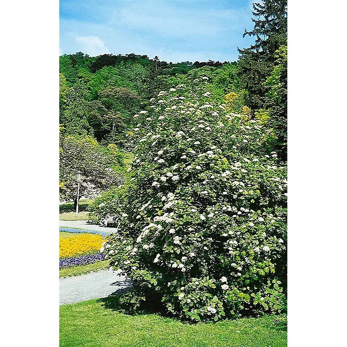 Pflanzen für dich Lorbeer-Schneeball 100-125 cm - Viburnum lantana - Ein großer, belaubter Strauch mit vielen weißen Blüten in einer sonnigen Parklandschaft, mit Weg und entfernten Bäumen.