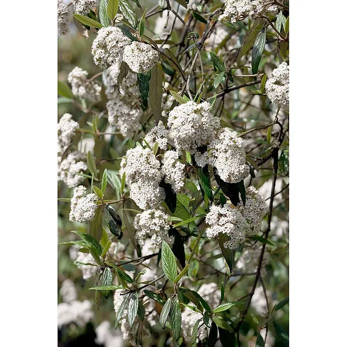 Pflanzen für dich Lorbeer-Schneeball 100-125 cm - Viburnum lantana - Nahaufnahme eines blühenden Busches mit Büscheln kleiner weißer Blüten und grünen Blättern.
