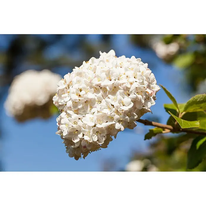 Pflanzen für dich Lorbeer-Schneeball ca. 12 cm - Viburnum × carlcephalum - Ein Büschel kleiner weißer Blüten mit gelben Zentren und leichtem Rosa, die an einem Ast blühen.