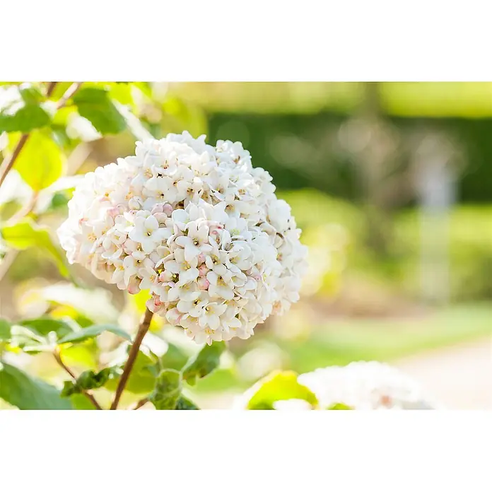 Pflanzen für dich Lorbeer-Schneeball ca. 12 cm - Viburnum × carlcephalum - Gruppe kleiner weißer und rosa Blüten an einer Pflanze.