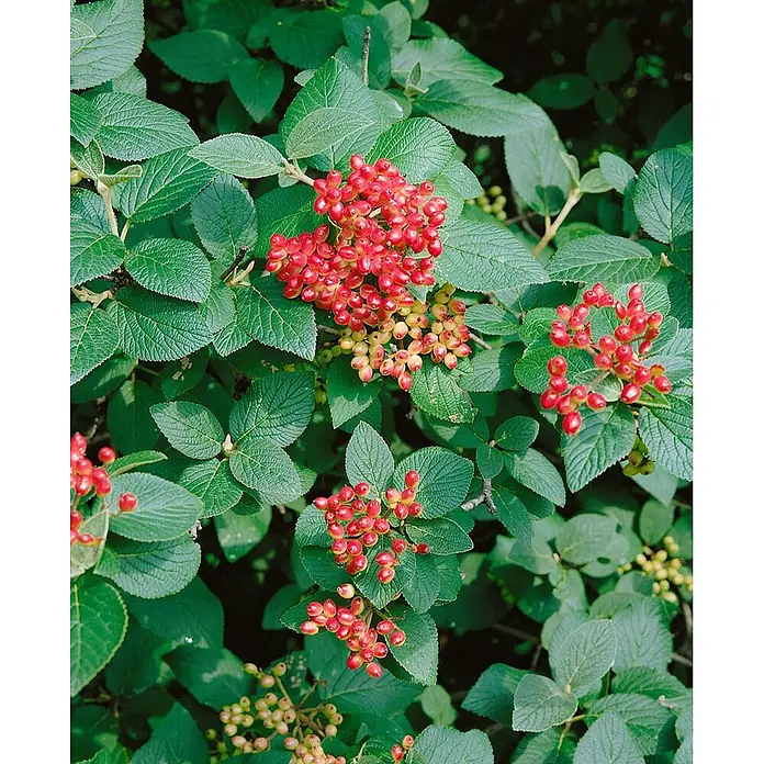 Pflanzen für dich Lorbeer-Schneeball 100-125 cm - Viburnum lantana - Grüne Pflanze mit leuchtend roten und reifenden rot-gelben Beerenbüscheln.