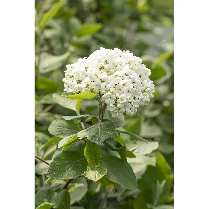 Pflanzen für dich Lorbeer-Schneeball ca. 12 cm - Viburnum × carlcephalum - Eine dichte Ansammlung kleiner weißer Blüten mit grünen Blättern an einem Pflanzenstiel.
