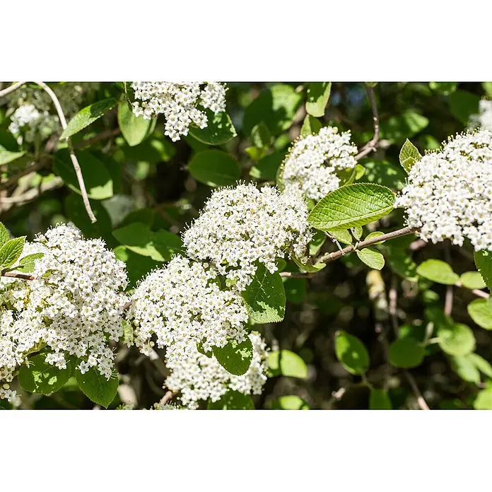 Pflanzen für dich Lorbeer-Schneeball 100-125 cm - Viburnum lantana - Strauch mit Büscheln kleiner weißer Blüten und leuchtend grünen Blättern.