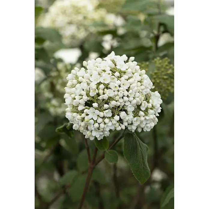 Pflanzen für dich Lorbeer-Schneeball ca. 12 cm - Viburnum × carlcephalum - Gruppe kleiner weißer Blüten mit grünen Blättern.