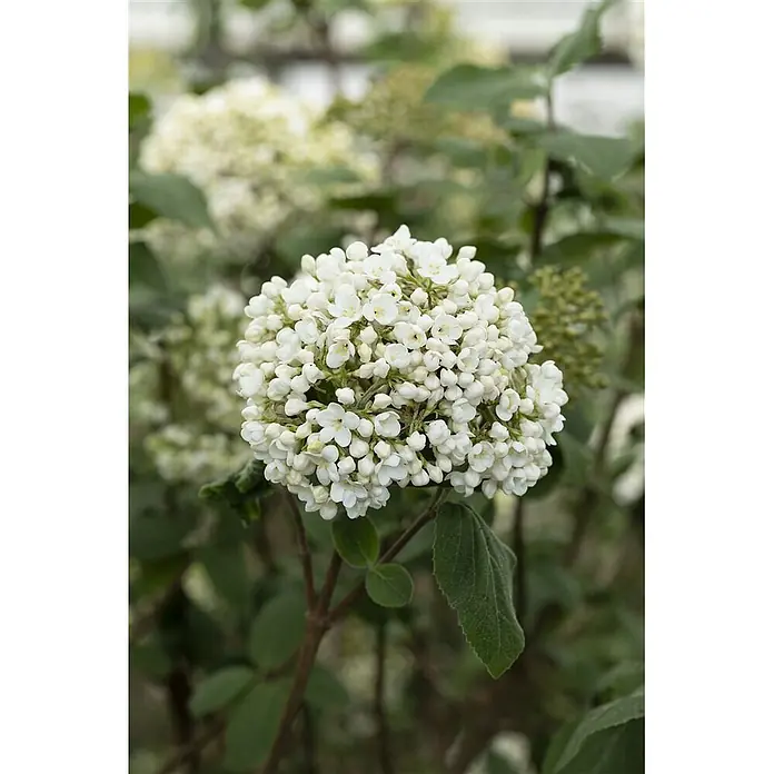 Pflanzen für dich Lorbeer-Schneeball ca. 12 cm - Viburnum × carlcephalum - Dichte Ansammlung kleiner weißer Blüten an einer grünen Pflanze.