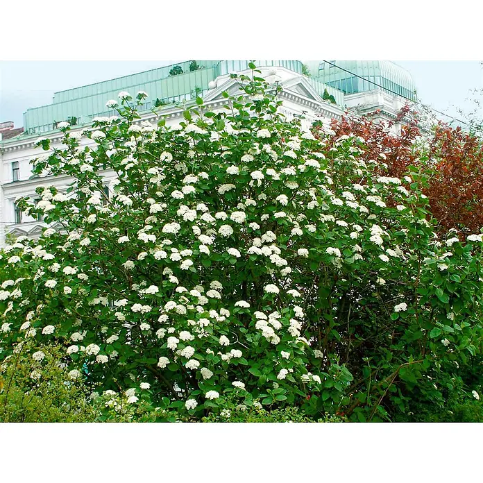 Pflanzen für dich Lorbeer-Schneeball 100-125 cm - Viburnum lantana - Großer, blühender Strauch mit vielen weißen Blüten vor einem klassischen Gebäude.