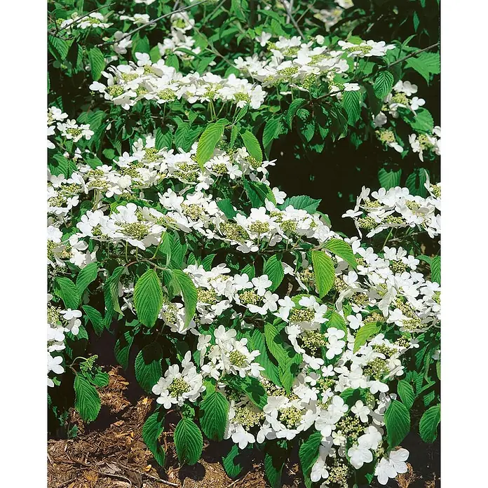 Pflanzen für dich Lorbeer-Schneeball Japanischer Schneeball - Viburnum plicatum 'St. Keverne' - Ein üppiger Strauch mit vielen weißen tellerförmigen Blüten und dunkelgrünen, texturierten Blättern.