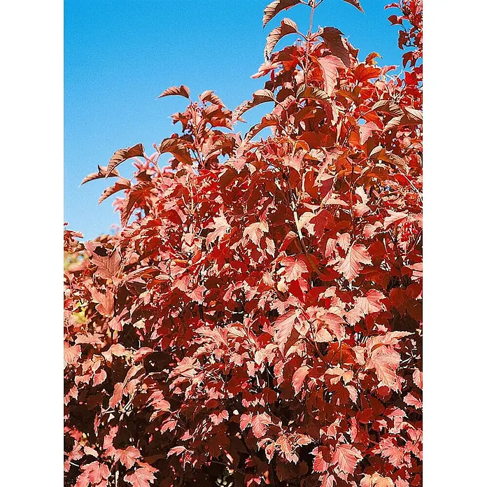Pflanzen für dich Lorbeer-Schneeball 40-60 cm - Viburnum sargentii 'Onondaga' - Pflanze mit leuchtend roten Blättern vor klarem blauem Himmel.