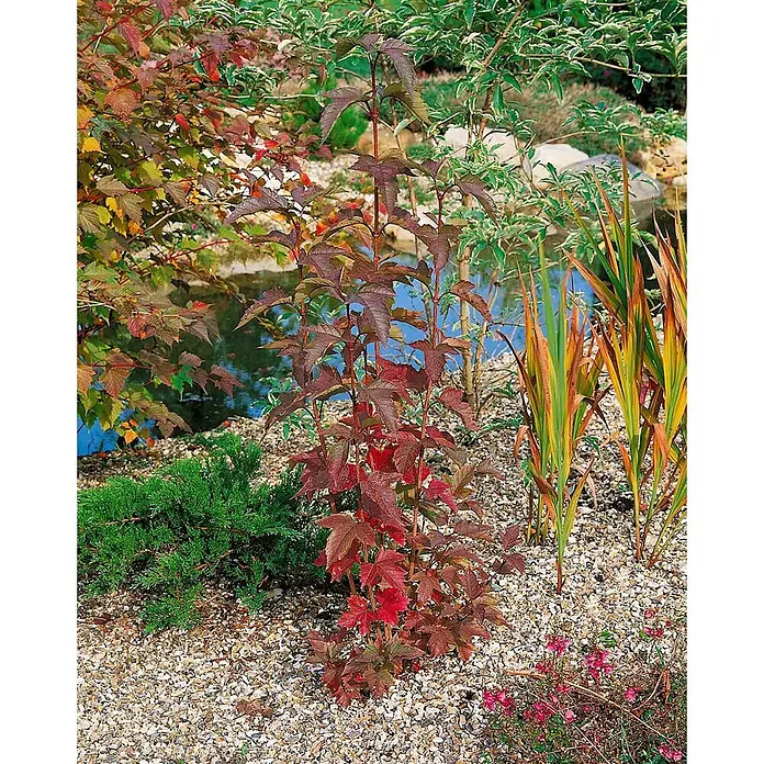 Pflanzen für dich Lorbeer-Schneeball 40-60 cm - Viburnum sargentii 'Onondaga' - Eine hohe Pflanze mit rötlich-braunen bis leuchtend roten Blättern steht in einem Garten mit Kies, anderen Pflanzen und einem Teich.