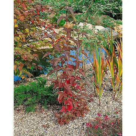 Pflanzen für dich  Lorbeer-Schneeball 60-80 cm