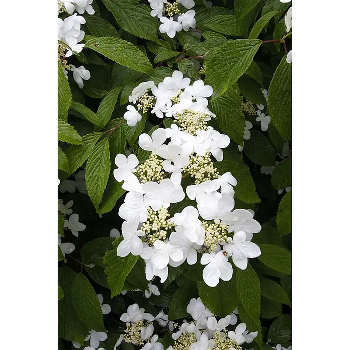 Pflanzen für dich Lorbeer-Schneeball 30-40 cm - Viburnum plicatum 'Summer Snowflake' - Weiße Blüten mit kleinen gelben Knospen, in Büscheln auf einer Pflanze mit texturierten grünen Blättern angeordnet.