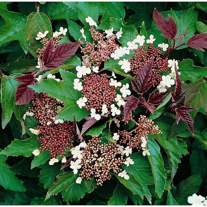 Pflanzen für dich Lorbeer-Schneeball 40-60 cm - Viburnum sargentii 'Onondaga' - Eine Pflanze mit tiefgrünen und rotbraunen Blättern, mit Gruppen kleiner weißer Blüten und dichten rotbraunen Knospen.