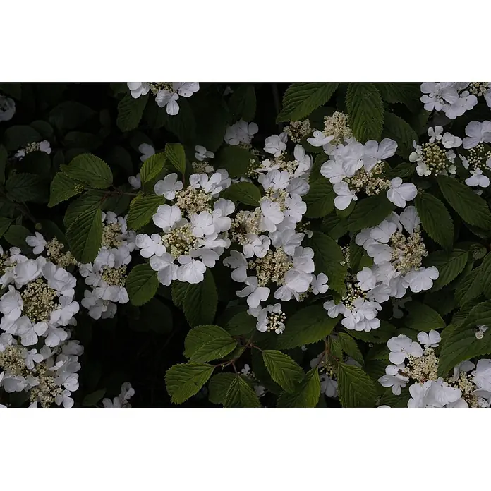 Pflanzen für dich Lorbeer-Schneeball 30-40 cm - Viburnum plicatum 'Summer Snowflake' - Weiße Viburnum-Blüten mit kleinen gelben Zentren und grünen Blättern.