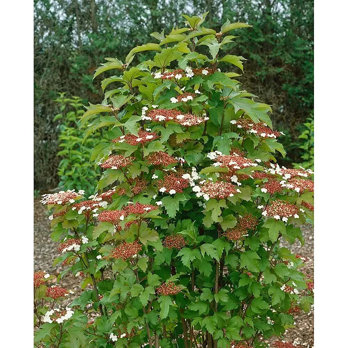 Pflanzen für dich Lorbeer-Schneeball 40-60 cm - Viburnum sargentii 'Onondaga' - Grünblättriger Strauch mit zahlreichen Dolden weißer Blüten und rotbraunen, sich entwickelnden Knospen.