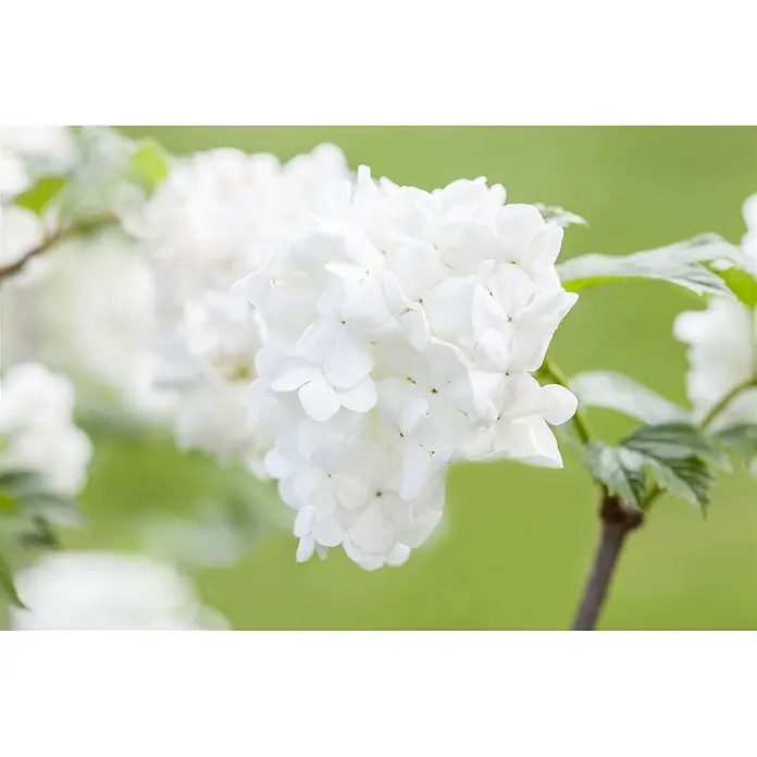 Pflanzen für dich Lorbeer-Schneeball 30-40 cm - Viburnum plicatum 'Summer Snowflake' - Weiße Blüten in einer Doldenblüte mit sichtbaren grünen Blättern.