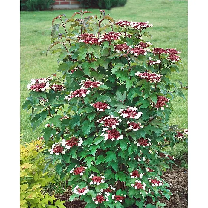 Pflanzen für dich Lorbeer-Schneeball 40-60 cm - Viburnum sargentii 'Onondaga' - Lebhafter Blütenstrauch mit dunkelgrünen Blättern und auffälligen rot-weißen Blütenbüscheln, ideal für die Gartengestaltung.