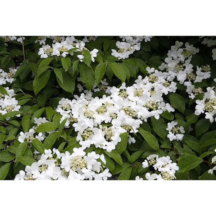 Pflanzen für dich Lorbeer-Schneeball 30-40 cm - Viburnum plicatum 'Summer Snowflake' - Weiße Blütenbüschel mit cremefarbenen Zentren blühen zwischen dunkelgrünen Blättern.