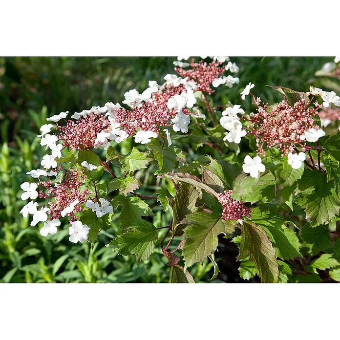 Pflanzen für dich Lorbeer-Schneeball 40-60 cm - Viburnum sargentii 'Onondaga' - Weiße Blüten und rötliche Knospen an einer grünblättrigen Pflanze mit einem metallisch grünen Käfer an einer Blütendolde.