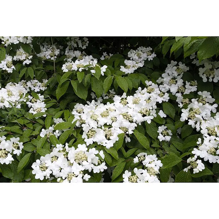 Pflanzen für dich Lorbeer-Schneeball 30-40 cm - Viburnum plicatum 'Summer Snowflake' - Ein üppiger Strauch bedeckt mit weißen Blüten mit gelben Zentren und leuchtend grünen Blättern.