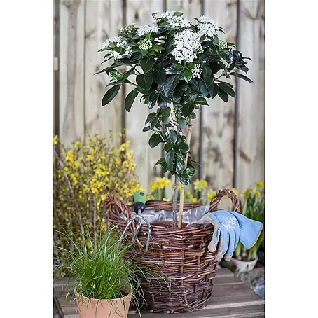 Pflanzen für dich  Lorbeer-Schneeball 50-60 cm
