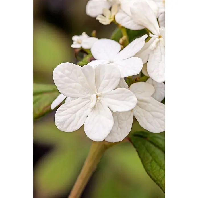 Pflanzen für dich Lorbeer-Schneeball 30-40 cm - Viburnum plicatum 'Summer Snowflake' - Nahaufnahme einer Gruppe kleiner, weißer fünfblättriger Blüten mit sichtbaren Adern an einem grünen Stiel.