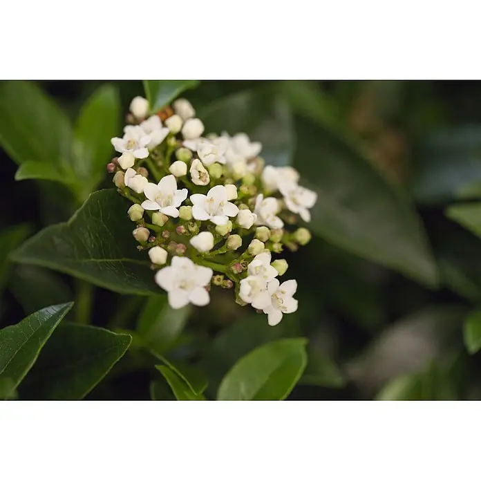 Pflanzen für dich Lorbeer-Schneeball 60-80 cm - Viburnum tinus - Eine Gruppe kleiner weißer Blüten und Knospen zwischen grünen Blättern.