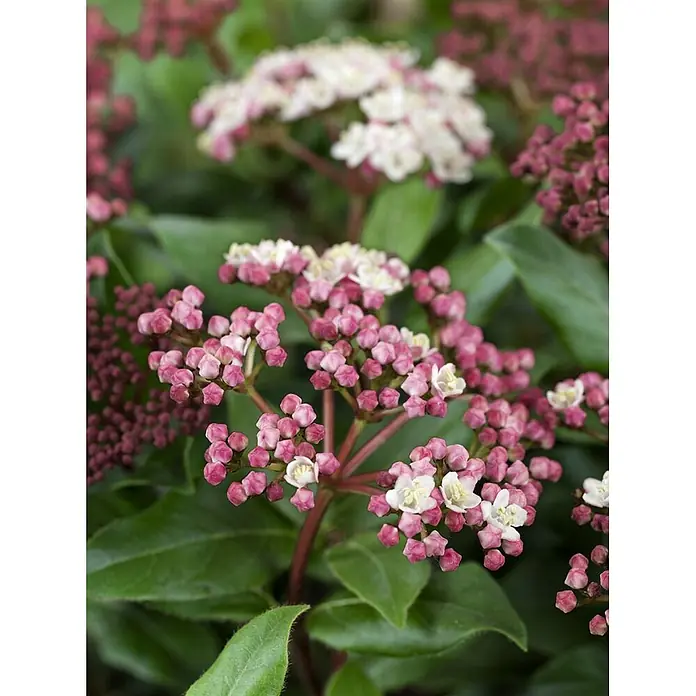 Pflanzen für dich Lorbeer-Schneeball 30-40 cm - Viburnum tinus 'Gwenllian' - Ansammlungen von rosa Blütenknospen und kleinen weißen Blüten an einer Pflanze mit grünen Blättern.