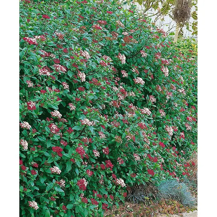 Pflanzen für dich Lorbeer-Schneeball 30-40 cm - Viburnum tinus 'Gwenllian' - Dichter immergrüner Strauch mit dunkelgrünen Blättern, vielen weißen Blüten und tiefroten Knospen.