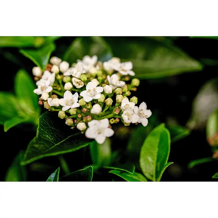 Pflanzen für dich Lorbeer-Schneeball 60-80 cm - Viburnum tinus - Eine Gruppe kleiner weißer Blüten und Knospen inmitten grüner Blätter an einer Pflanze.