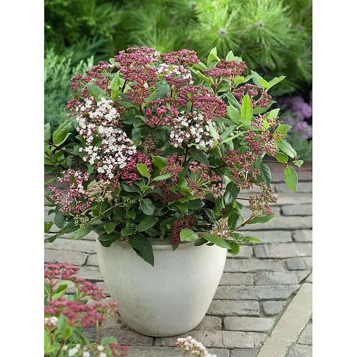 Pflanzen für dich Lorbeer-Schneeball 30-40 cm - Viburnum tinus 'Gwenllian' - Eine lebendige Pflanze mit grünen Blättern und rosa-weißen Blüten in einem hellen Keramiktopf.