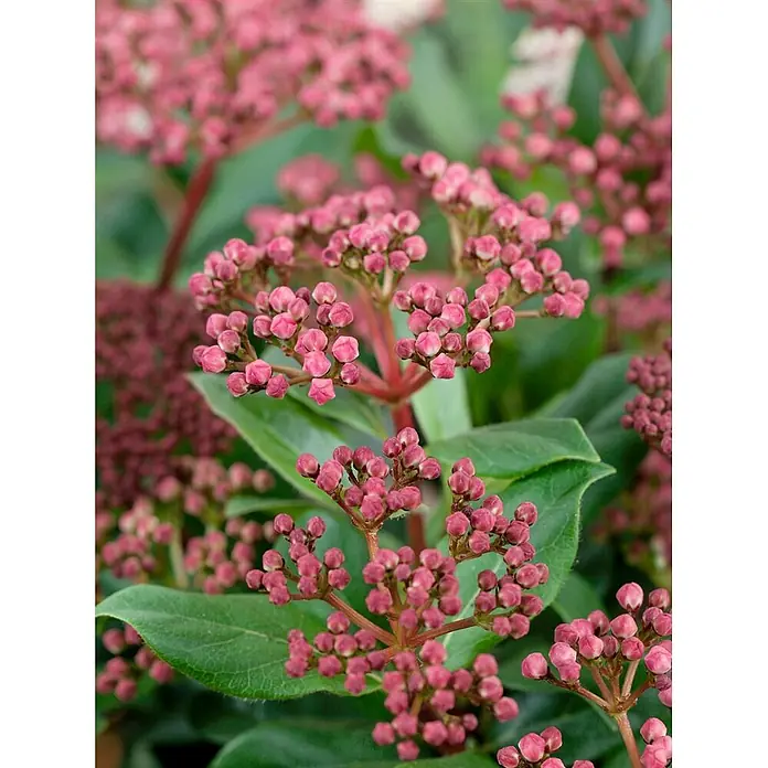 Pflanzen für dich Lorbeer-Schneeball 30-40 cm - Viburnum tinus 'Gwenllian' - Nahaufnahme einer Pflanze mit zahlreichen Büscheln kleiner, leuchtend pinker Blütenknospen und grünen Blättern.
