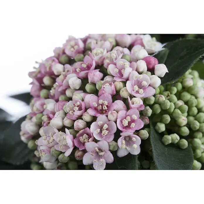 Pflanzen für dich Lorbeer-Schneeball 60-80 cm - Viburnum tinus - Nahaufnahme einer Gruppe rosa-weißer Blüten mit Staubblättern, umgeben von grünen Knospen und dunkelgrünen Blättern.