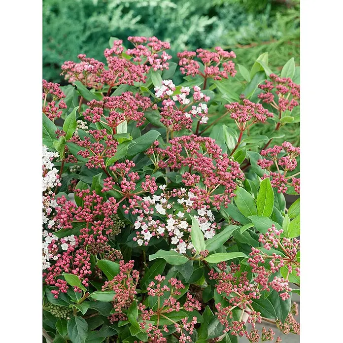 Pflanzen für dich Lorbeer-Schneeball 30-40 cm - Viburnum tinus 'Gwenllian' - Blühender Strauch mit leuchtend rosa Knospen und zarten weißen Blüten zwischen grünen Blättern.