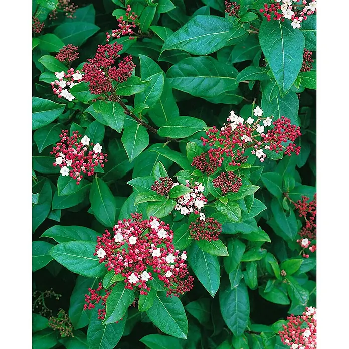 Pflanzen für dich Lorbeer-Schneeball 30-40 cm - Viburnum tinus 'Gwenllian' - Üppige Grünpflanze mit leuchtend roten Blütenknospen und kleinen weißen Blüten.