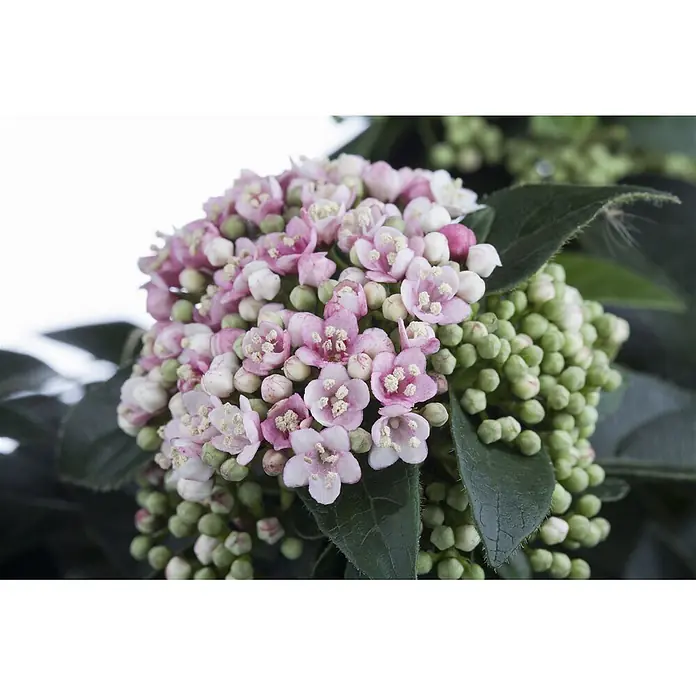 Pflanzen für dich Lorbeer-Schneeball 60-80 cm - Viburnum tinus - Gruppe kleiner rosa Blüten mit weißen Zentren, gelben Staubgefäßen, grünen Knospen und dunkelgrünen Blättern.