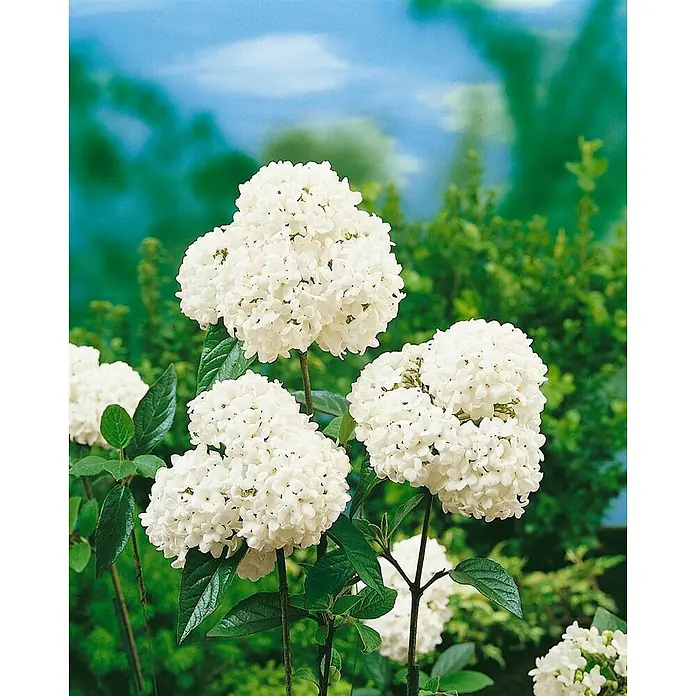 Pflanzen für dich Lorbeer-Schneeball 40-60 cm - Viburnum 'Eskimo' - Weiße Blütenbüschel an einer grünblättrigen Pflanze in einem Garten.