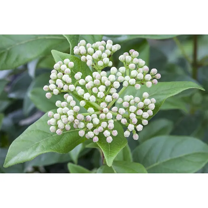 Pflanzen für dich Lorbeer-Schneeball 40-60 cm - Viburnum 'Eskimo' - Gruppe hellgrüner und zartrosa Blütenknospen, eingebettet in grüne Blätter.