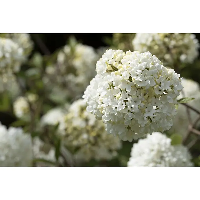 Pflanzen für dich Lorbeer-Schneeball 40-60 cm - Viburnum 'Eskimo' - Runde Blütenstände kleiner weißer Blumen mit gelblichen Knospen in voller Blüte.