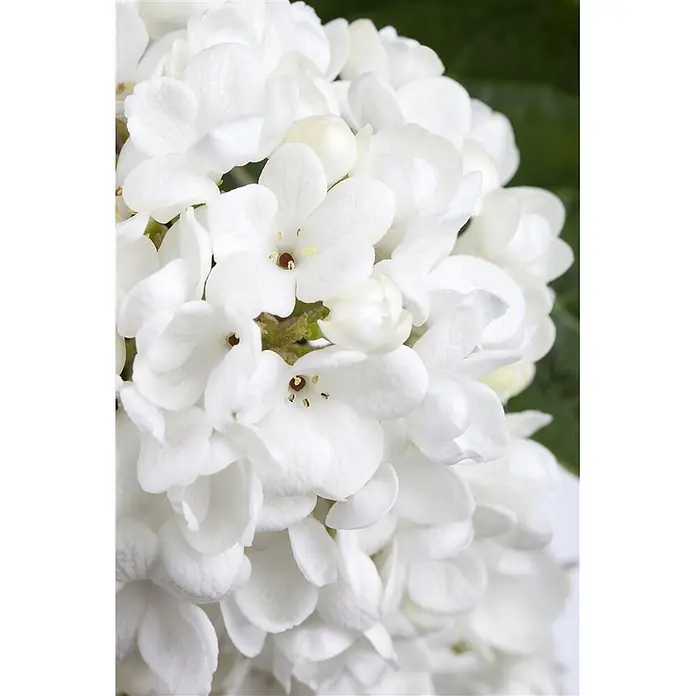 Pflanzen für dich Lorbeer-Schneeball 40-60 cm - Viburnum 'Eskimo' - Nahaufnahme einer dichten Ansammlung reinweißer Blüten mit kleinen sichtbaren Staubblättern.