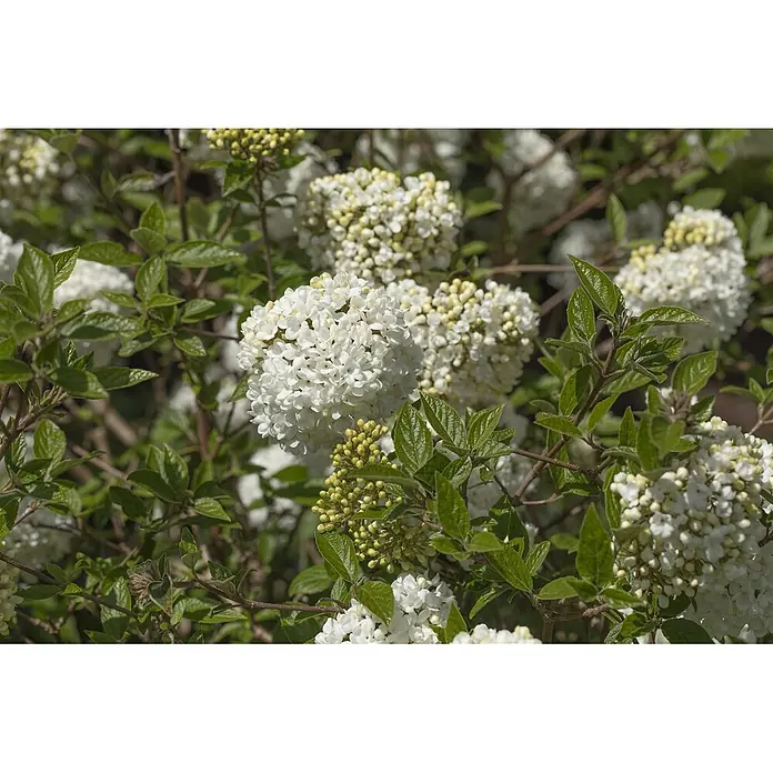 Pflanzen für dich Lorbeer-Schneeball 40-60 cm - Viburnum 'Eskimo' - Weiße Blütenbüschel an einem grünblättrigen Strauch, mit einigen gelb-grünen Knospen sichtbar.