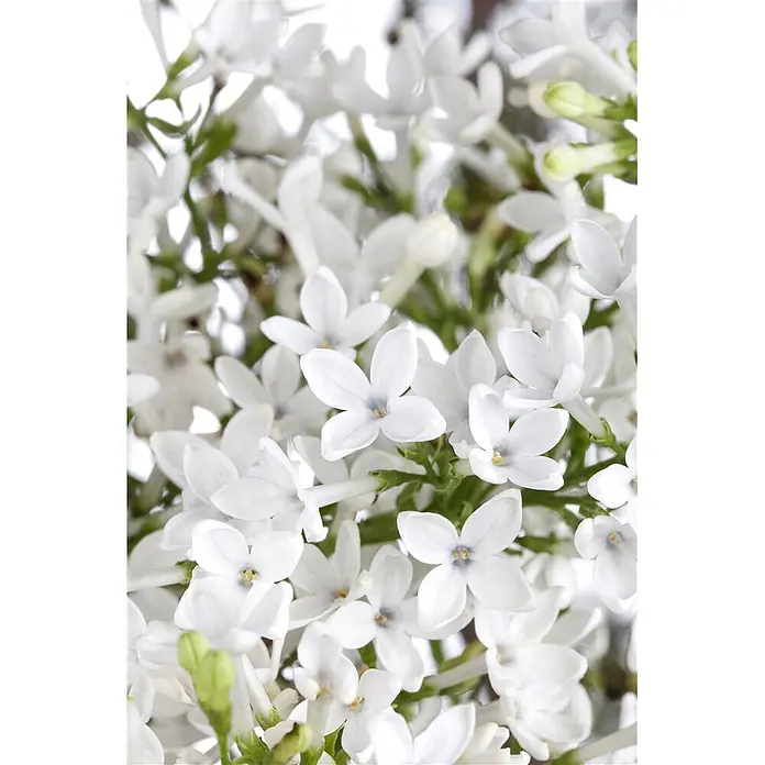 Pflanzen für dich Lorbeer-Schneeball 40-60 cm - Viburnum 'Eskimo' - Nahaufnahme von zarten weißen Fliederblüten mit hellen Zentren, teils offen, teils als Knospen.