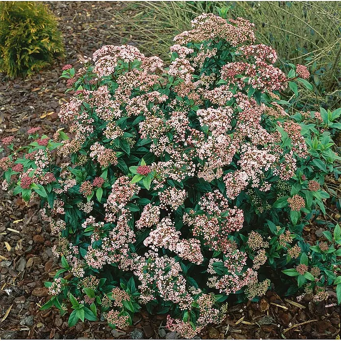 Pflanzen für dich Lorbeer-Schneeball 40-60 cm - Viburnum tinus 'Eve Price' - Ein üppiger blühender Strauch mit dunkelgrünen Blättern und Gruppen kleiner rosa Blüten und Knospen, in einem Gartenbeet gepflanzt.